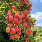 Çin topu 4 lü hapı satış noktaları