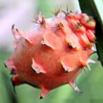 Çin topu 4 lü hapı eczanede satışı var mı